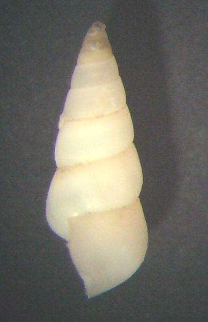 Odostomia turriculata?